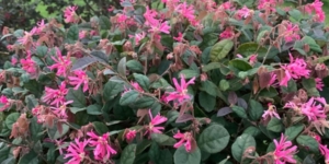 Piante ornamentali con fiori