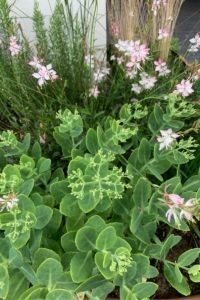 Piante semigrasse con fiori